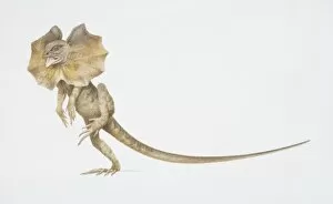 Frilled Lizard, Chlamydosaurus kingii, on its hind legs with a large frill around its neck