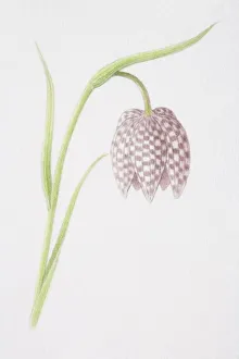Fritillaria meleagris, Snakes Head Fritillary Fritillaria meleagris, Snakes Head Fritillary
