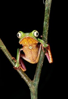 <b class=qtipBold><figcaption>Frog, (Phyllomedusa Vaillanti)</figcaption></b><br><em>© This content is subject to copyright.</em> Frog, (Phyllomedusa Vaillanti)