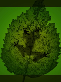 Letterbox Format Gallery: Frog silhouette