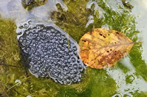 Frog spawn of the Edible Frog -Rana esculenta, Pelophylax kl. Esculentus- Frog spawn of the Edible Frog -Rana esculenta, Pelophylax kl. Esculentus-
