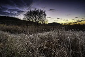 Frosted Grass and Reeds on a Freezing Cold Winter Morning at sunrise in the Magalieburg Frosted Grass and Reeds on a Freezing Cold Winter Morning at sunrise in the Magalieburg