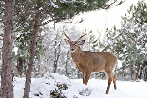 <b class=qtipBold><figcaption>Frosty Morning Deer</figcaption></b><br><em>© JIm Cumming</em> Frosty Morning Deer