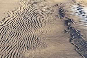 Frozen sandy soil, still partially covered with frost, Great Sand Dunes National Park Frozen sandy soil, still partially covered with frost, Great Sand Dunes National Park