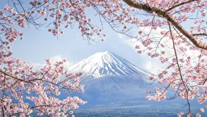 Fuji Mountain and Pink Sakura Branches at Kawaguchiko Lake in Spring, Japan Fuji Mountain and Pink Sakura Branches at Kawaguchiko Lake in Spring, Japan