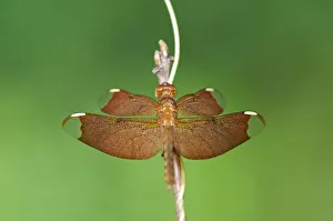 Fulvous Forest Skimmer -Neurothemis fulvia-, female, Siem Reap, Cambodia, Southeast Asia Fulvous Forest Skimmer -Neurothemis fulvia-, female, Siem Reap, Cambodia, Southeast Asia