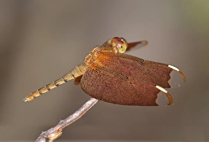 Fulvous forest skimmer -Neurothemis fulvia-, female, Siem Reap, Cambodia, Southeast Asia Fulvous forest skimmer -Neurothemis fulvia-, female, Siem Reap, Cambodia, Southeast Asia