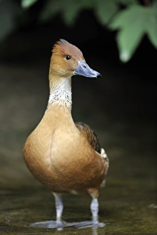 Fulvous Whistling Duck -Dendrocygna bicolor-, Stuttgart, Baden-Wurttemberg, Germany Fulvous Whistling Duck -Dendrocygna bicolor-, Stuttgart, Baden-Wurttemberg, Germany