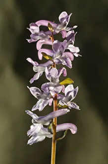 Fumewort -Corydalis bulbosa-, inflorescence, Untergroeningen, Baden-Wuerttemberg, Germany Fumewort -Corydalis bulbosa-, inflorescence, Untergroeningen, Baden-Wuerttemberg, Germany