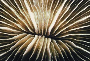 <b class=qtipBold><figcaption>Fungia Coral</figcaption></b><br>Jeff Rotman Underwater Photography, a0106-000045 Fungia Coral