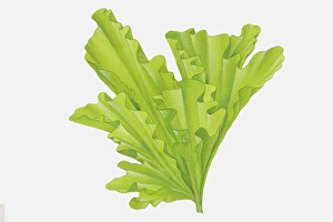 Protista Gallery: Funnel shaped, curly, bright green leaves of Ulva sp. Sea Lettuce