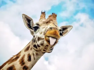 Prints of This giraffe doesn t take life too serious, sticking out its tongue Netherlands Prints: Funny Giraffe Print: Lighthearted Moment