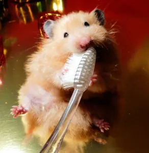 Related Prints: Female Syrian Hamster Brushing Teeth Print