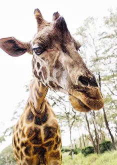 Funny Close Up of Giraffe Leaning In to Camera Funny Close Up of Giraffe Leaning In to Camera
