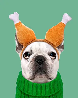 Funny dog wearing Thanksgiving turkey leg headband Funny dog wearing Thanksgiving turkey leg headband