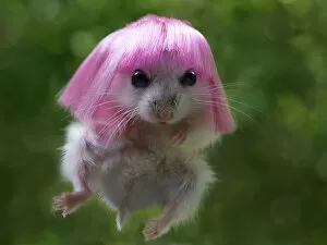 Images Dated 15th July 2011: Funny hamster