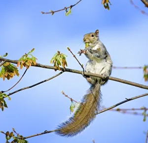 Funny Squirrel Eating Leaves Against Blue Sky in Pennsylvania Funny Squirrel Eating Leaves Against Blue Sky in Pennsylvania