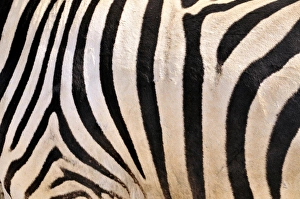 Fur coat of a Plains Zebras (Equus quagga), Etosha National Park, Namibia, Africa Fur coat of a Plains Zebras (Equus quagga), Etosha National Park, Namibia, Africa