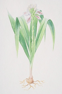 Galangal, Thai Ginger plant with pink flower Galangal, Thai Ginger plant with pink flower