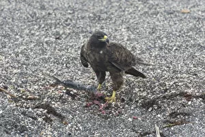Images Dated 24th December 2012: Galapagos Hawk -Buteo galapagoensis- with a caught fish, Narborough Island, Galapagos Islands