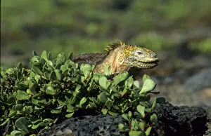 Galapagos Land Iguana (Conolophus subcristatus), Galapagos Galapagos Land Iguana (Conolophus subcristatus), Galapagos