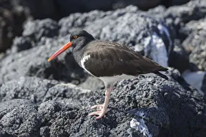 Galapagos Oystercatcher or Pied Oystercatcher -Haematopus palliatus galapagensis Galapagos Oystercatcher or Pied Oystercatcher -Haematopus palliatus galapagensis