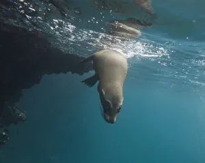 Galapagos Sea Lion -Zalophus wollebaeki- under water, Espanola Island, Galapagos Islands Galapagos Sea Lion -Zalophus wollebaeki- under water, Espanola Island, Galapagos Islands