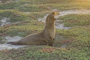 Galapagos Sea Lion -Zalophus wollebaeki- yawning, Mosquera Island, Galapagos Islands, Ecuador Galapagos Sea Lion -Zalophus wollebaeki- yawning, Mosquera Island, Galapagos Islands, Ecuador