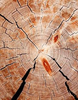 <b class=qtipBold><figcaption>Galaxy</figcaption></b><br>Cut down a tree. The construction of a new wooden church.<br><em>© Andrey Narchuk</em> Galaxy