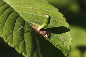 Gall of a Gall Wasp or Gallfly (Cynipidae), on the leaf of an Elm tree (Ulmus) Gall of a Gall Wasp or Gallfly (Cynipidae), on the leaf of an Elm tree (Ulmus)