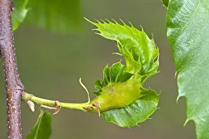 Gall of the Oriental Chestnut Gall Wasp or Asian Chestnust Gall Wasp -Dryocosmus kuriphilus-, Switzerland Gall of the Oriental Chestnut Gall Wasp or Asian Chestnust Gall Wasp -Dryocosmus kuriphilus-, Switzerland