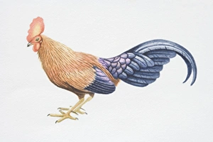 Gallus lafayeti, Sri Lankan Jungle-fowl, side view Gallus lafayeti, Sri Lankan Jungle-fowl, side view