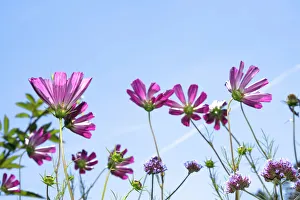 Garden Cosmos or Mexican Aster -Cosmos bipinnatus- against a blue sky Garden Cosmos or Mexican Aster -Cosmos bipinnatus- against a blue sky