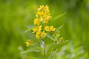 Garden Loosestrife or Yellow Loosestrife -Lysimachia vulgaris-, blooming, Lower Saxony Garden Loosestrife or Yellow Loosestrife -Lysimachia vulgaris-, blooming, Lower Saxony