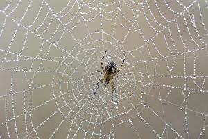 Garden Spider or Cross Orbweaver -Araneus diadematus- sitting on a net with morning dew Garden Spider or Cross Orbweaver -Araneus diadematus- sitting on a net with morning dew
