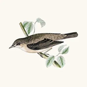 <b class=qtipBold><figcaption>Garden warbler</figcaption></b><br>A photograph of an original hand-colored engraving from The History of British Birds by Morris published in 1853-1891.<br><em>© mashuk</em> Garden warbler
