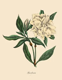 Gardenia Plant, Victorian Botanical Illustration Gardenia Plant, Victorian Botanical Illustration