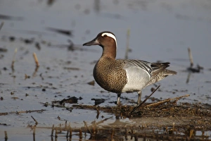 Garganey -Anas querquedula-, drake in shallow water, Burgenland, Austria Garganey -Anas querquedula-, drake in shallow water, Burgenland, Austria