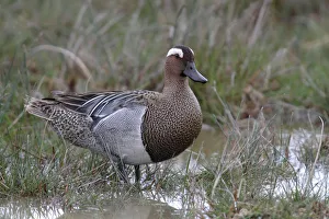 Garganey -Anas querquedula-, male standing on the shore, Lake Neusiedl, Burgenland Garganey -Anas querquedula-, male standing on the shore, Lake Neusiedl, Burgenland