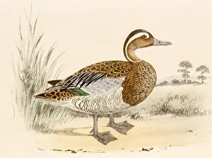 Garganey teal, 19 century science illustration Garganey teal, 19 century science illustration