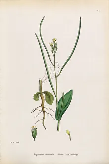 Garlic Hedge Mustard, Sisymbrium Alliaria, Victorian Botanical Illustration, 1863 Garlic Hedge Mustard, Sisymbrium Alliaria, Victorian Botanical Illustration, 1863