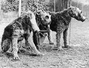 World War II (1939-1945) Gallery: Gas Masks For Dogs