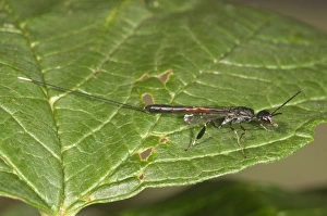 Gasteruptiid Wasp -Gasteruption jaculator-, female, Baden-Wurttemberg, Germany Gasteruptiid Wasp -Gasteruption jaculator-, female, Baden-Wurttemberg, Germany