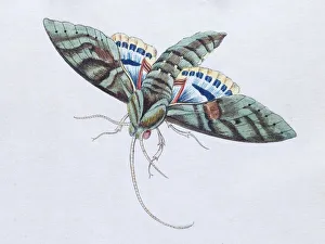 Gaudy Sphinx (Sphinx Labruscae), twilight butterfly, hand-colored copper engraving Gaudy Sphinx (Sphinx Labruscae), twilight butterfly, hand-colored copper engraving
