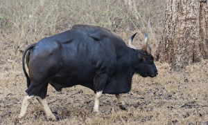 Gaur -Bos gaurus-, bull, Nagarhole National Park, Karnataka, India Gaur -Bos gaurus-, bull, Nagarhole National Park, Karnataka, India