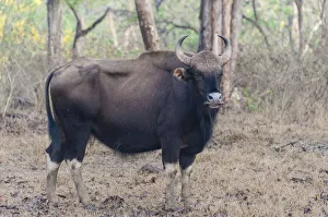 Gaur -Bos gaurus-, cow, Nagarhole National Park, Karnataka, India Gaur -Bos gaurus-, cow, Nagarhole National Park, Karnataka, India