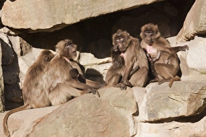 Gelada or Gelada baboons (Theropithecus gelada), group with young, Naturzoo Rheine Gelada or Gelada baboons (Theropithecus gelada), group with young, Naturzoo Rheine