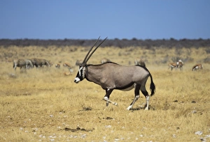 Gemsbok or Gemsbuck -Oryx gazella-, Etosha National Park, Namibia, Africa Gemsbok or Gemsbuck -Oryx gazella-, Etosha National Park, Namibia, Africa