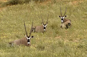 Images Dated 31st March 2004: Gemsbok, Kgalagadi Transfrontier NP, South Africa