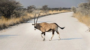 Gemsbok -Oryx gazella- crossing road, Etosha National Park, Namibia Gemsbok -Oryx gazella- crossing road, Etosha National Park, Namibia